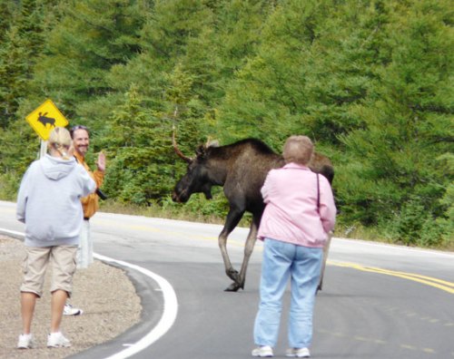 Moose crossing at moose sign, Benijies Lake, Cape breton Highlands National Park