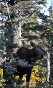 Moose on Skyline Trail